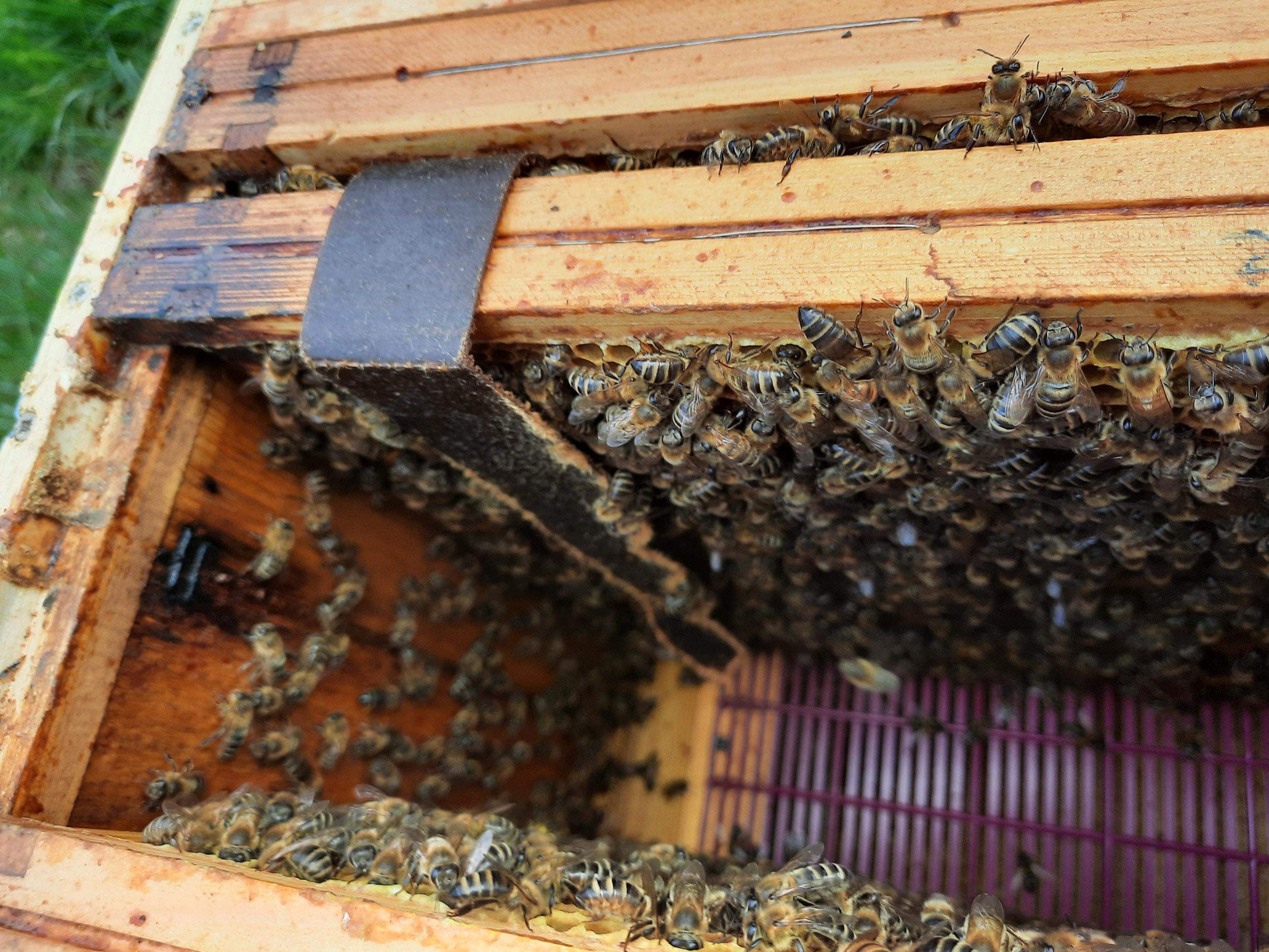 Pasek HopGuard3 przesunięty bliżej wejścia do ula. Na zdjęciu widać jak pszczoły zgryzają pasek. 