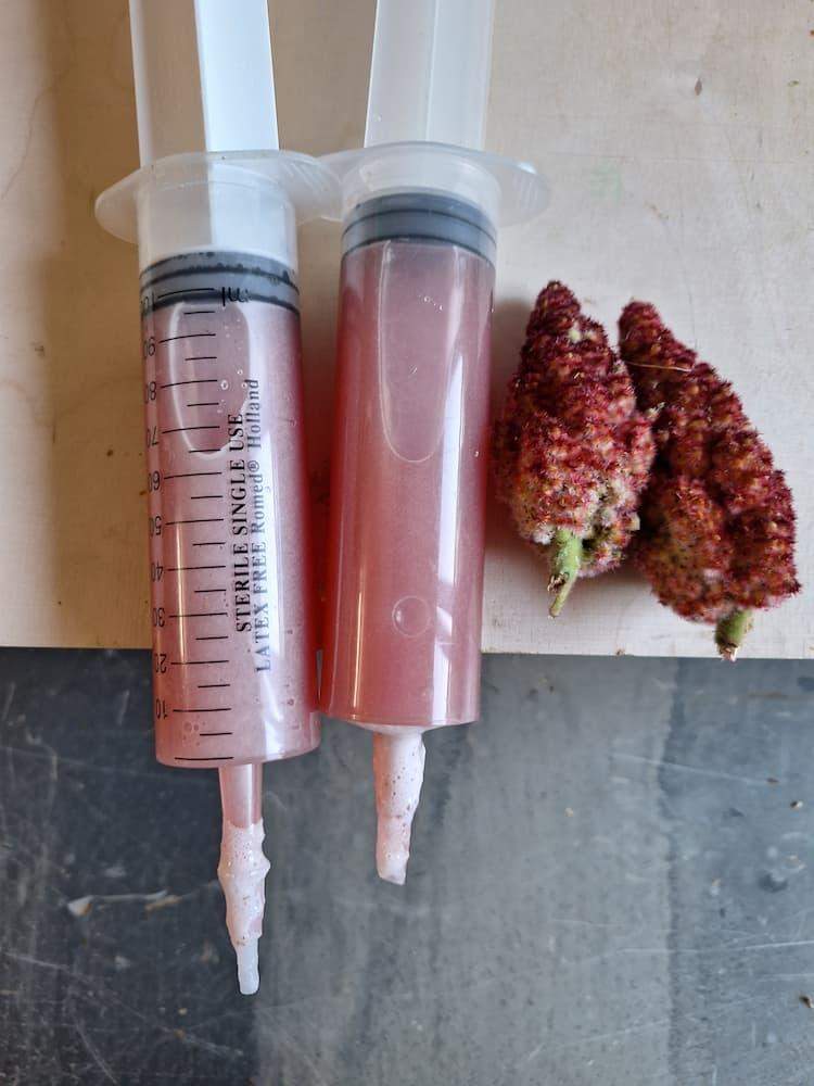 syrop cukrowy z szyszek sumaka