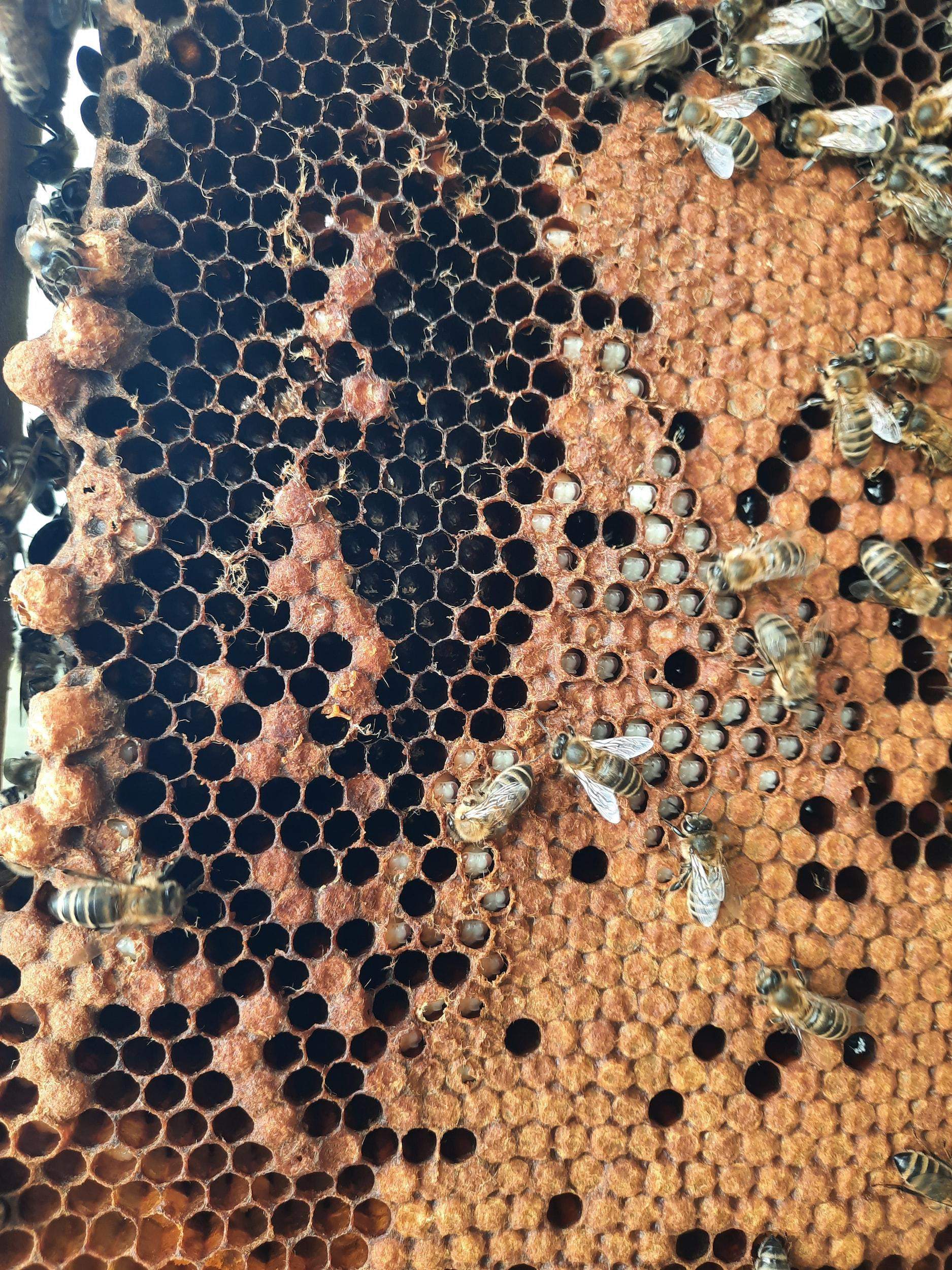 Pasek wisiał tu gdzie widać "włosy" na ramkach, obok tego otwartego czerwiu przez pszczoły.