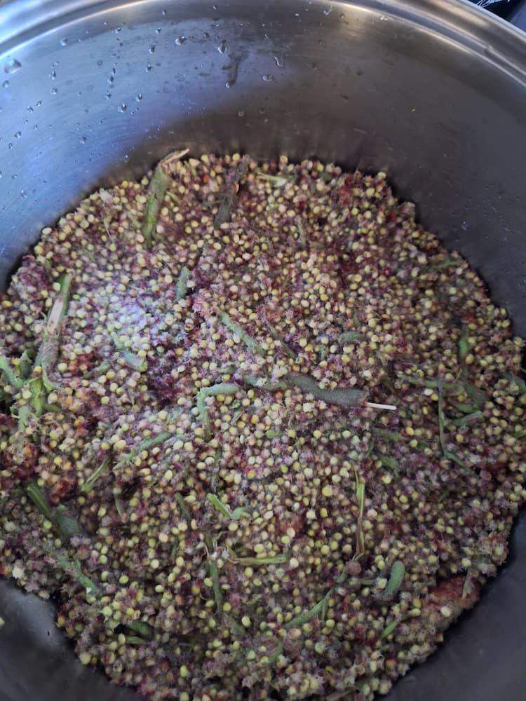 gotujące się szyszki przeciw warrozie