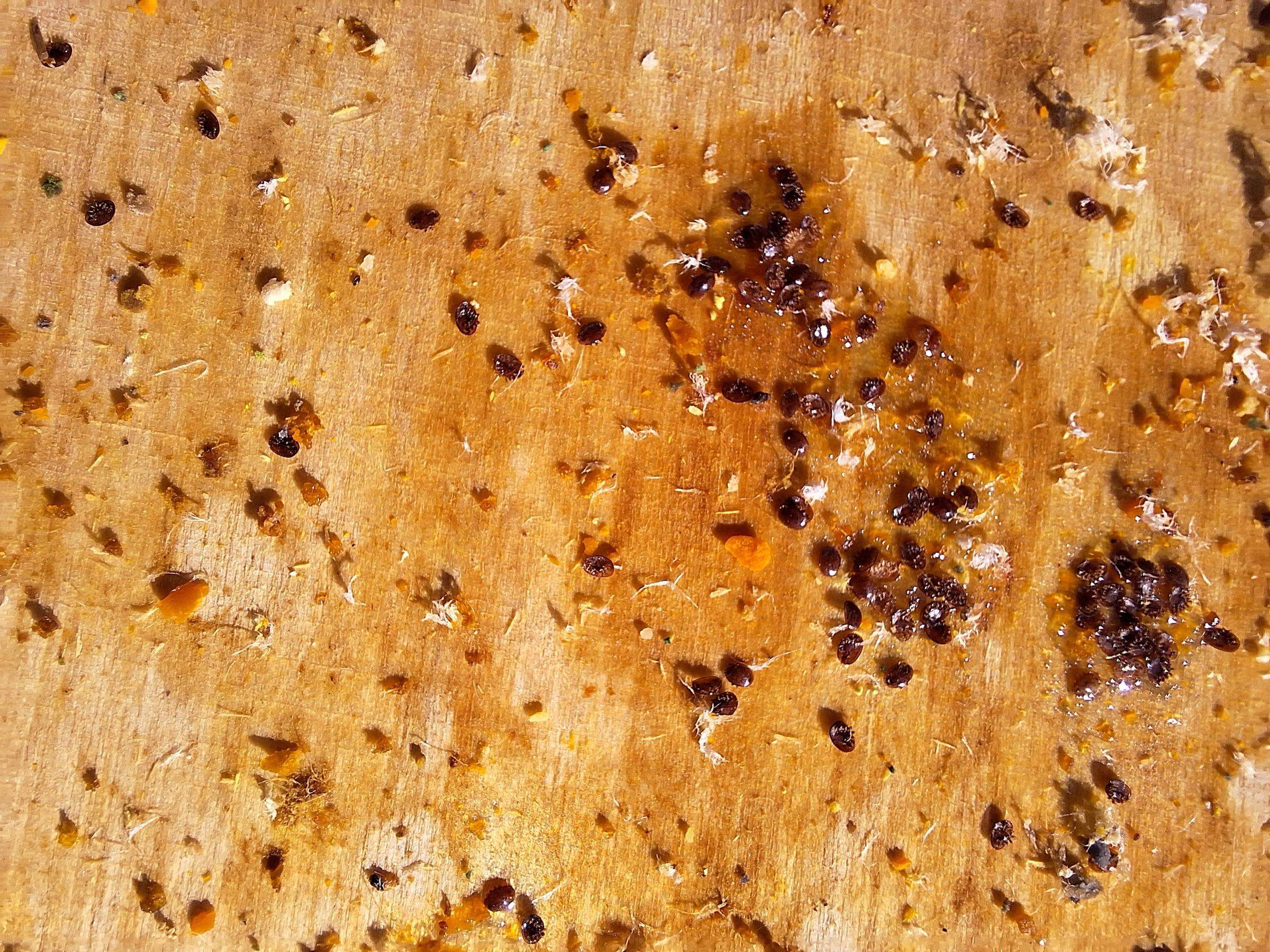 Osyp warrozy na nastepny dzień po zastosowaniu kilku preparatow (kwas mrówkowy, szczawiowy, olejki)