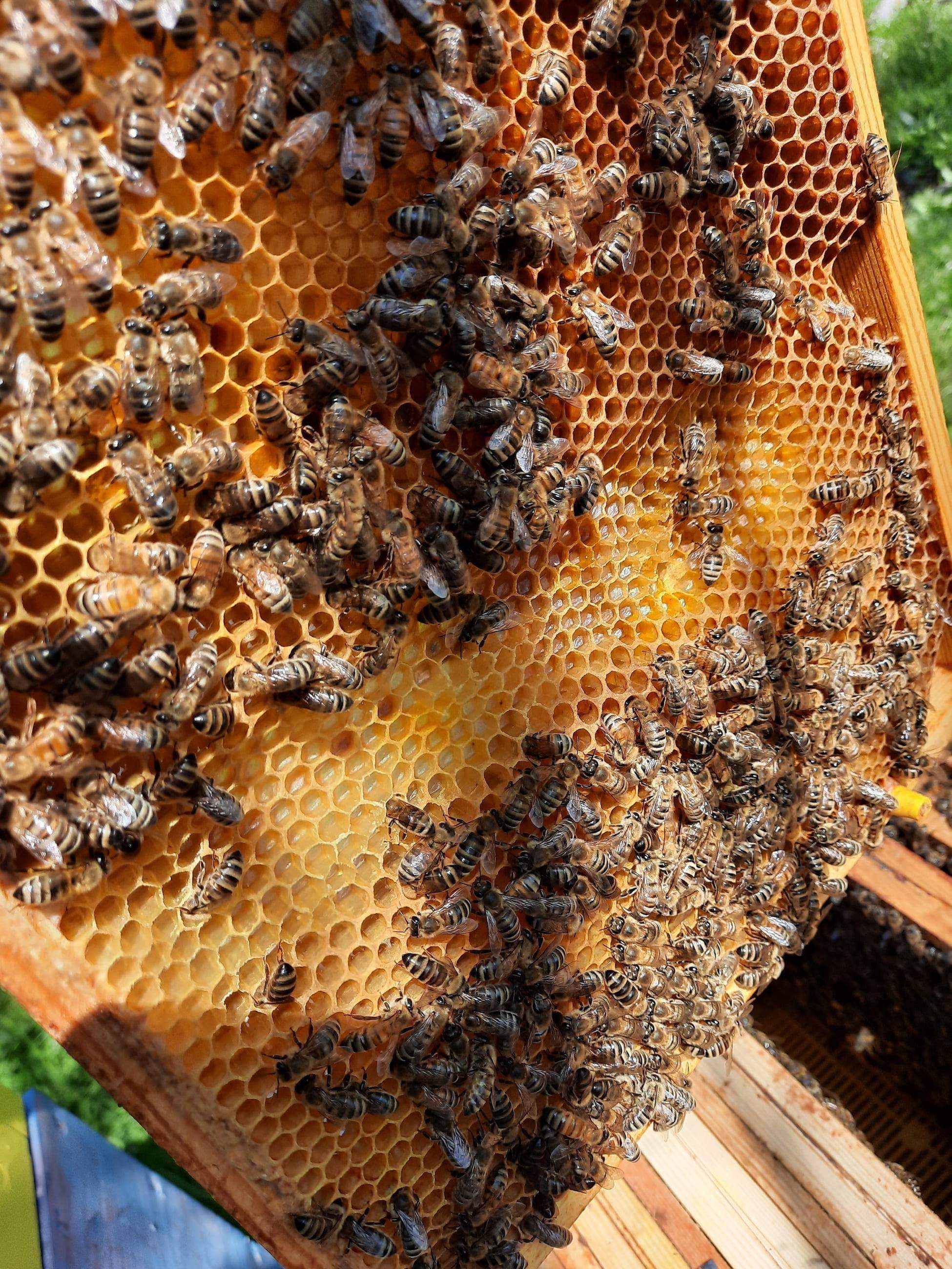 "Dziura" wygryziona przez pszczoły w miejscu gdzie wisiał pasek HopGuard 3