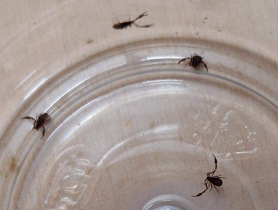 miody naturalne pasieka galanty pszczoły